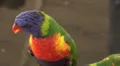 4K UHD close up pair of lorikeet birds in action - 5 4k or 4k+ Resolution