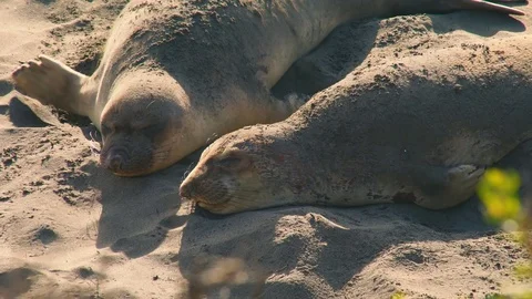 4k UHD Close up of two elephant seals sleeping on beach Stock Footage 83434737