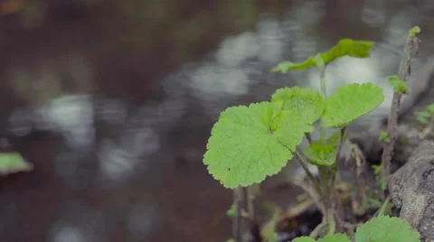 4k UHD Close View of a Leaf Bunch next to stream Stock Footage 62311241