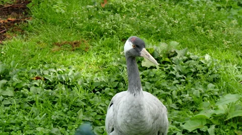 4K Uhd common crane (grus grus) closeup Stock Footage 41994771