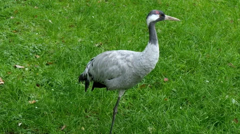 4K Uhd common crane (grus grus) standing in grass Stock Footage 41995365