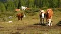 4k UHD cows in dolomite alps pan three peaks audio 11529 4k or 4k+ Resolution