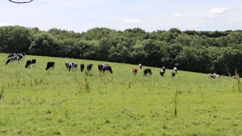 4K UHD - Cows eating grass in field 2 Vídeos de archivo 135384171