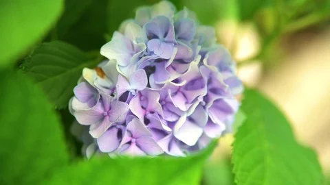 4k UHD CU of lavender colored flowers Stock Footage 78126974