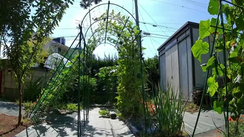 4K UHD Daylight Time-lapse: Complete 70-Day Growth and Decay of Botanical Vines Stock Footage 345817010
