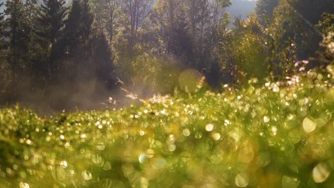 4k UHD Depth of field blurred green grass with water drops. Defocused landscape Stock Footage 88530930