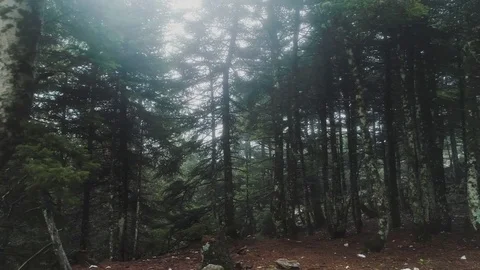 4K UHD dolly movement, forest mountain tall trees in mist and fog Stock Footage 80585974