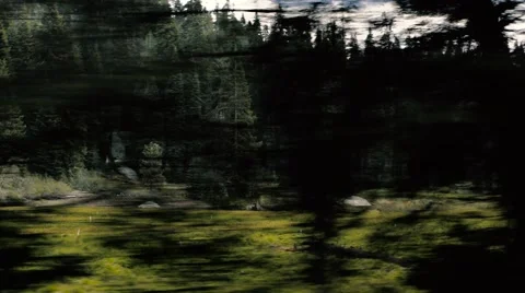 4K UHD Driving Through Thick Forrest Stock Footage 67422199