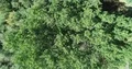 4K UHD drone down angle static shot over large green cottonwood tree 4k or 4k+ Resolution