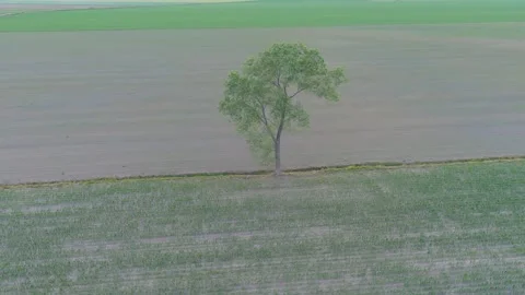 4K, UHD drone orbit around an isolated tree. Video stock 157972968