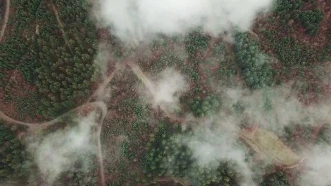 4K-UHD Drone Shot: flying through clouds in a german forest in autumn Stock Footage 118246901
