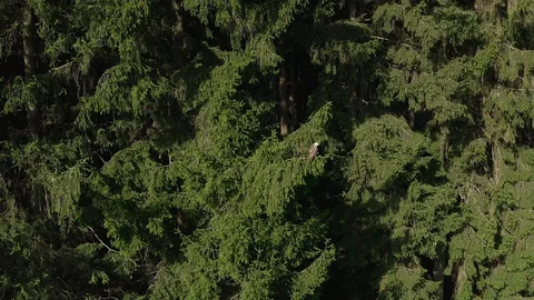 4K-UHD Drone Shot: Stock Footage 118237769
