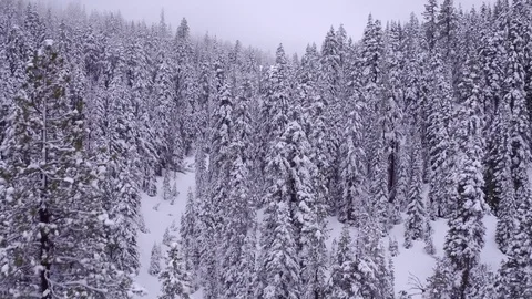 4K UHD drone shot moving through snowy mountain trees Видео 75541537