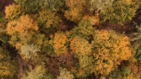 4K-UHD Drone Shot: over german forest birds eye view Video stock 118239058