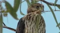 4K UHD extreme close up Harris hawk sitting tree Arizona looking around for prey 4k or 4k+ Resolution