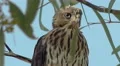 4K UHD extreme close up Harris hawk sitting tree Arizona looking around  prey 2 4k or 4k+ Resolution