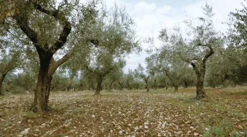4K UHD field of olive trees walking tracking pov steadicam Stock Footage 60605951