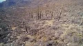 4K UHD flying through saguaro cactus field in the desert 4k or 4k+ Resolution