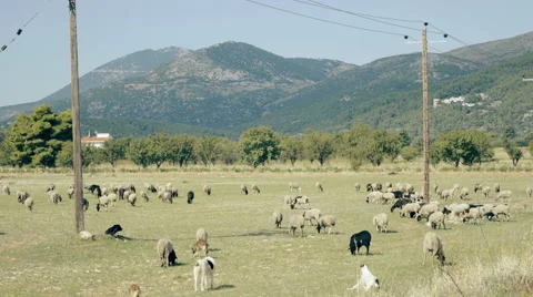 4K UHD Free range farming,flock of sheep grazing in the Greek countryside Stock Footage 55538331