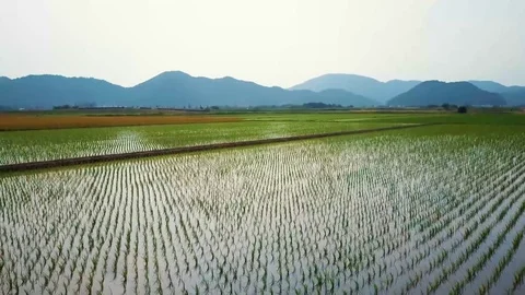 4K UHD Freshly Planted Ricefields Vídeo Stock 82290404