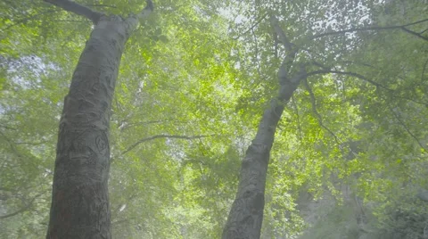 4k UHD Gliding around a tree in canyon Stock Footage 62846612