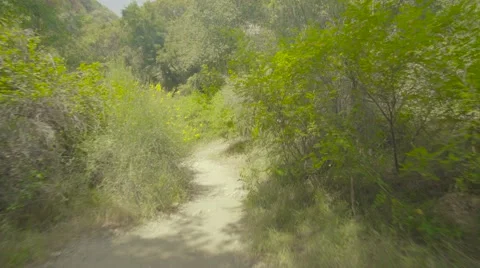 4k UHD Gliding through a forest trail - fast. Stock Footage 62848753