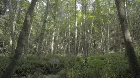 4k UHD Gliding through forrest side view Stock Footage 62847044