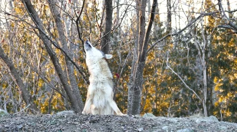 4K UHD - Gray Wolf (Canis lupus) howling and stretching in the cold Stock Footage