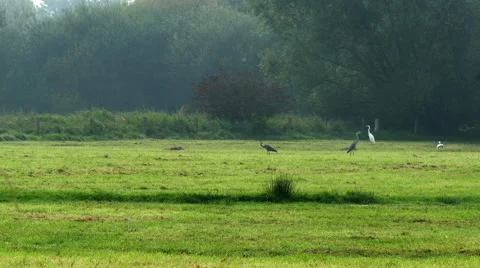4K UHD grey herons and greate egrets in marshland Stock Footage 43594047