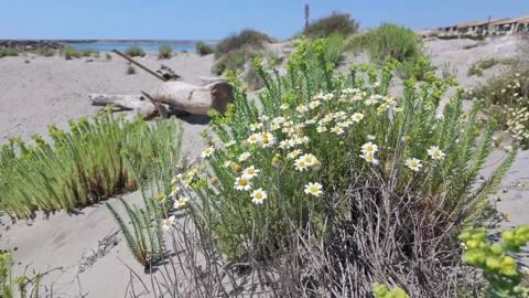 4K UHD handheld tracking shot of flowering chamomile bush on sandy beach dunes Stock-Footage 347126809