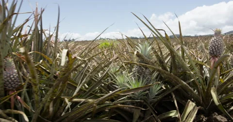 4K UHD: Hawaiian Pineapple Fields Tracking Shot Stock Footage 63155223
