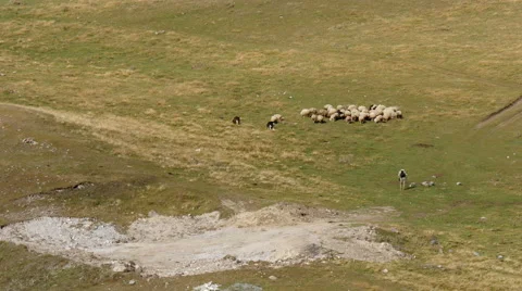 4K UHD herd of sheep on alpine meadow in caucasus Stock Footage 42759378