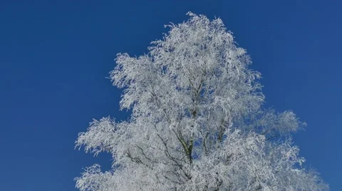 4K UHD - Hoarfrost on trees Stock Footage 46956196