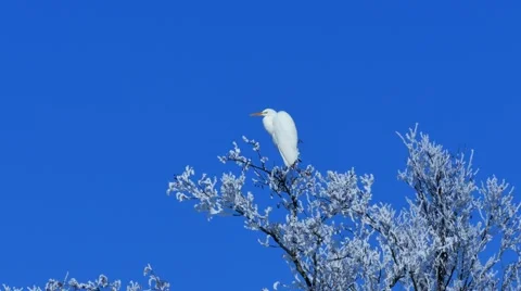 4K UHD - Hoarfrost on trees Stock Footage 47035510