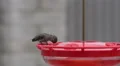4K UHD Hummingbird slow motion feeds flys away close up 4k or 4k+ Resolution