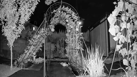 4K UHD Infrared Time-lapse of Botanical Vines - 70 Day Growth Stock Footage 345817004