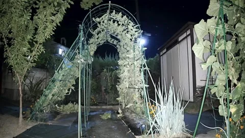 4K UHD LED Grow Light Time-lapse: 70-Day Agriculture Cycle of Botanical Vines Stock Footage 345817007