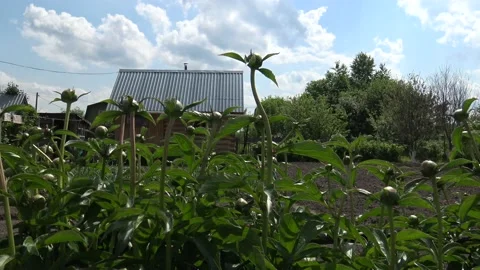 4K UHD Log sauna through flowers on a sunny summer day. Nature. 50fps. Stock Footage 159749072