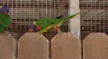 4K UHD lorikeet birds in action - 1 4k or 4k+ Resolution