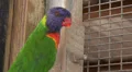 4K UHD lorikeet birds in action - 2 4k or 4k+ Resolution