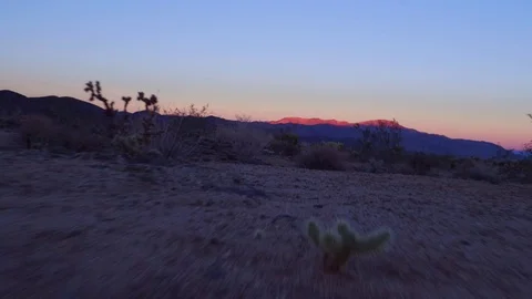 4K UHD low altitude drone shot flying backwards in cactus park at sunset Stock Footage 72313053