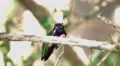 4K UHD macro shot black chinned hummingbird on branch before takeoff 4k or 4k+ Resolution