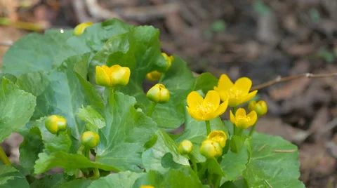 4K UHD Marsh Marigold Flowers Blossom In Spring Stock Footage 63148174