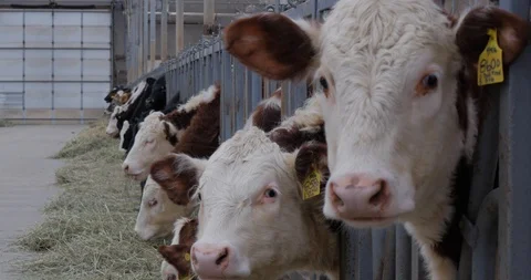 4K UHD Medium Shot Cows in Barn Eating Grass Stock Footage