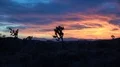 4K UHD medium static shot Joshua Tree sunset capture 4k or 4k+ Resolution