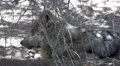 4K UHD Mexican Grey wolf resting in the shade 4k or 4k+ Resolution