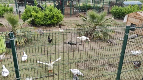 4K UHD: Mini-Zoo with Peacocks and Ducks inside Cement Factory in Algeria 스톡 동영상 331809950