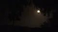 4K UHD moon with silhouettes of trees real time v4 4k or 4k+ Resolution