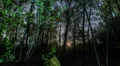 4K UHD moonrise in dark forest time lapse 11328 4k or 4k+ Resolution