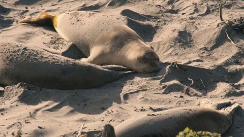 4k UHD MS elephant seal sleeping on beach in bunch Stock Footage 83434952